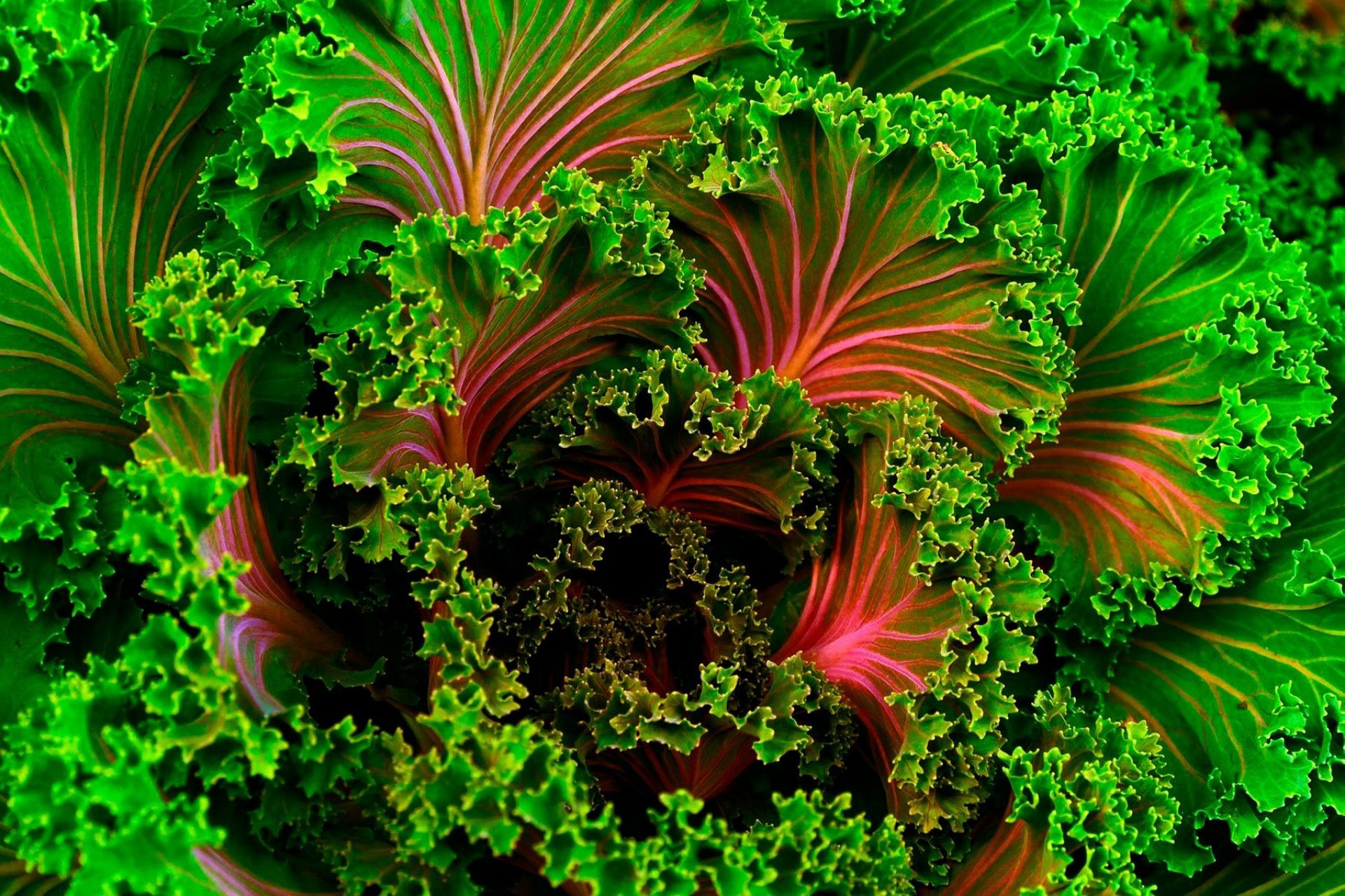 Insights veganism movement